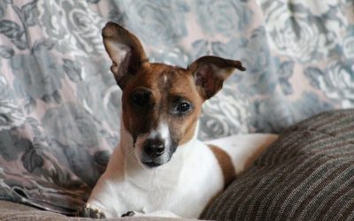 5 Cleaning Tips for Pet Owners